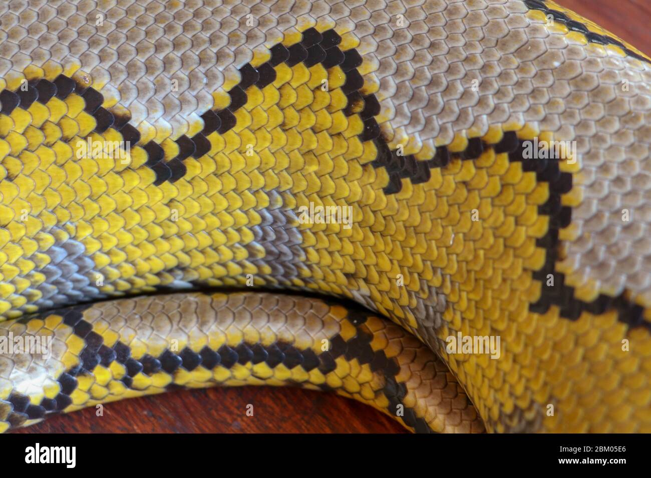 Python réticulé Albino. Python serpent jaune couché sur la table en ...