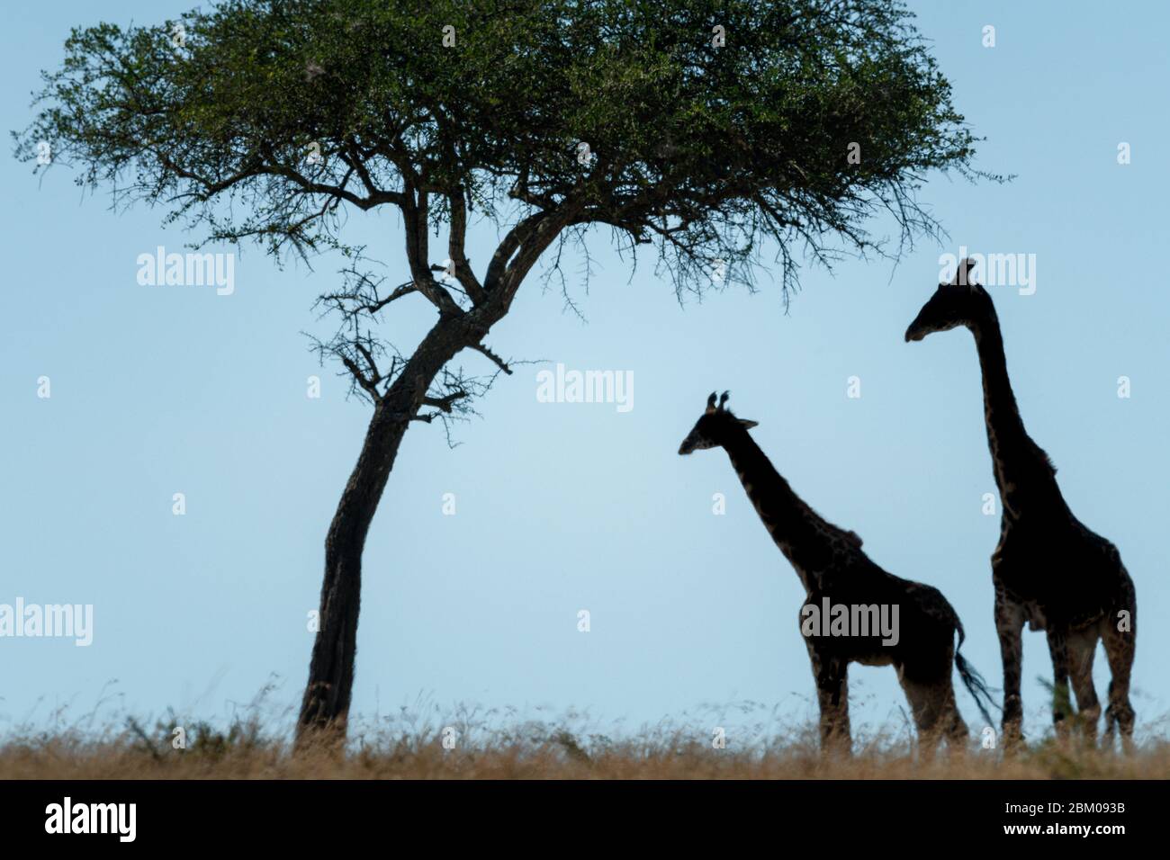 Deux girafes Masai en silhouette sous l'arbre Banque D'Images