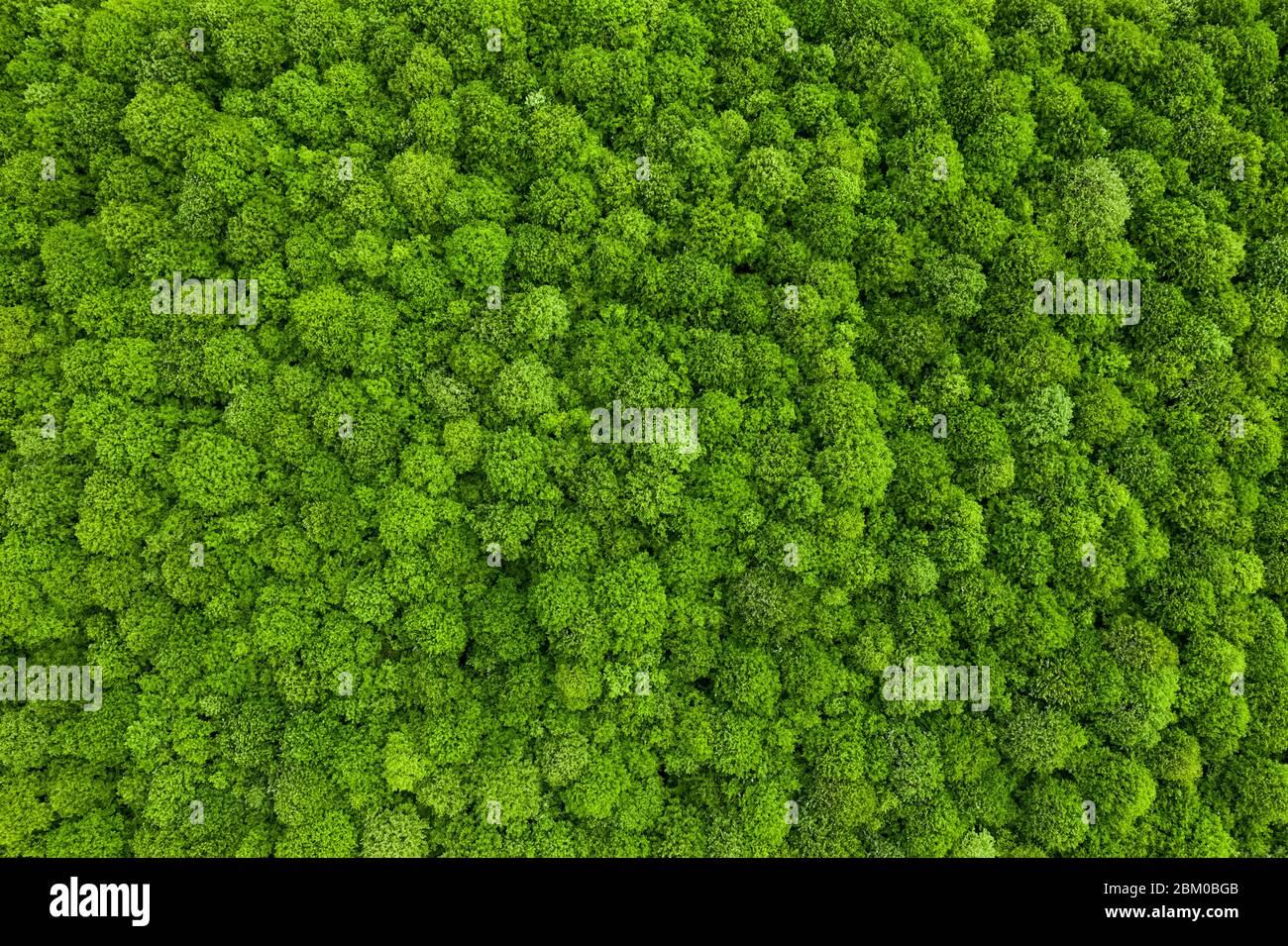 Vue aérienne de drone de forêt décidue en été Banque D'Images