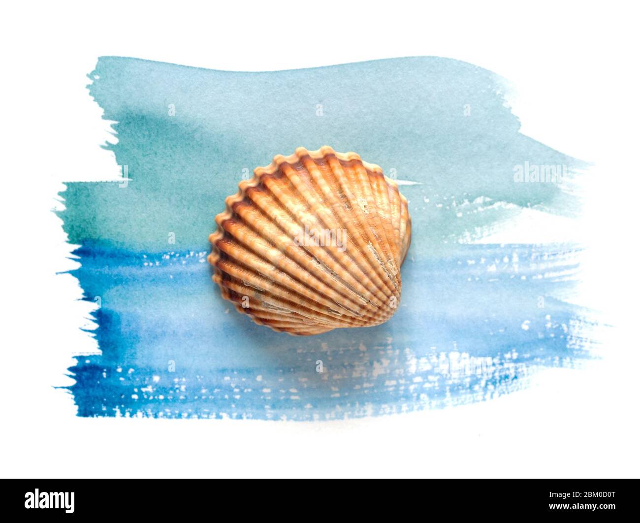 coque de mer sur peinture aquarelle isolée sur fond blanc, vue de dessus Banque D'Images