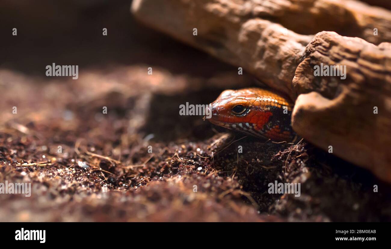 Gros plan tête de serpent d'arbre doré à herbe dangereuse isolée sur fond noir Banque D'Images