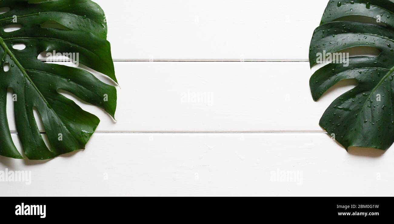 Feuilles d'une fromagerie suisse (Monstera deliciosa) avec des gouttes d'eau sur une table en bois blanc rugueux. Avec l'espace de copie, dimensionnez l'image 2x1. Banque D'Images