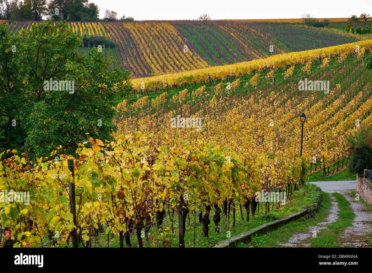 vignoble Banque D'Images