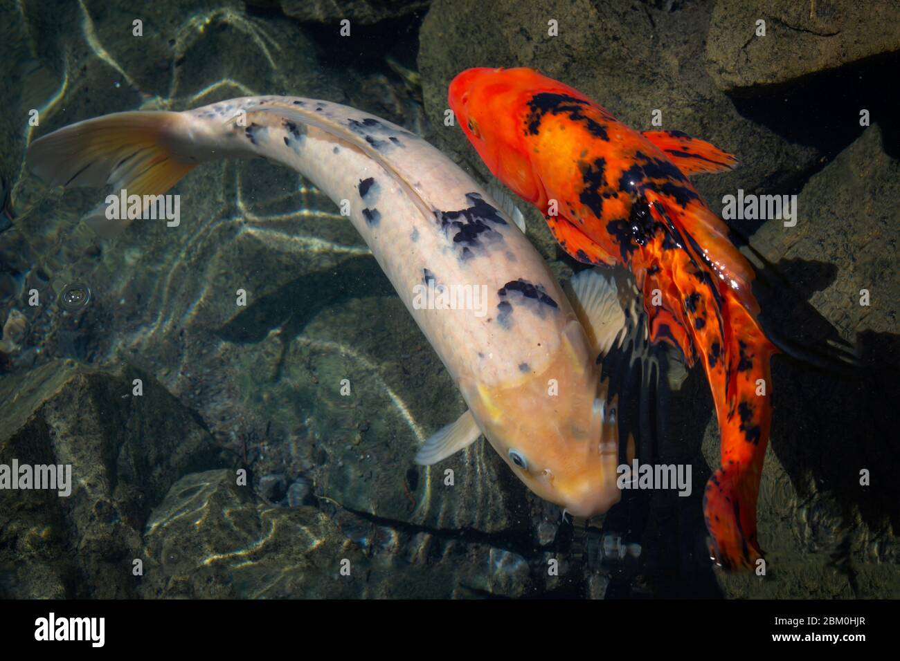 Vue de dessus sur les poissons koï dans un étang d'un jardin japonais Banque D'Images