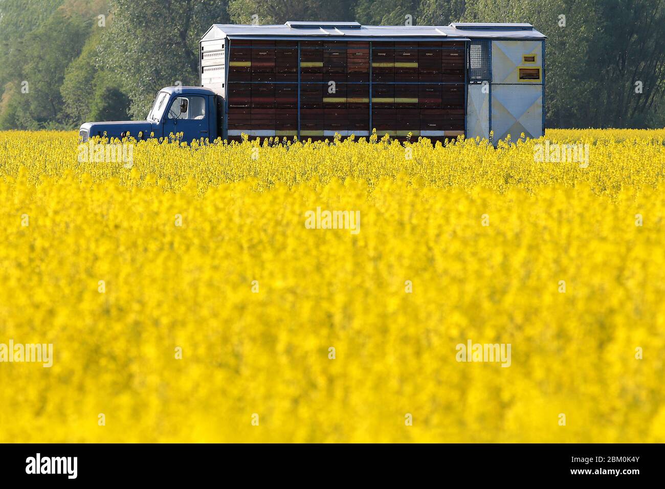 Ruches dans le camion dans un champ de colza jaune Banque D'Images