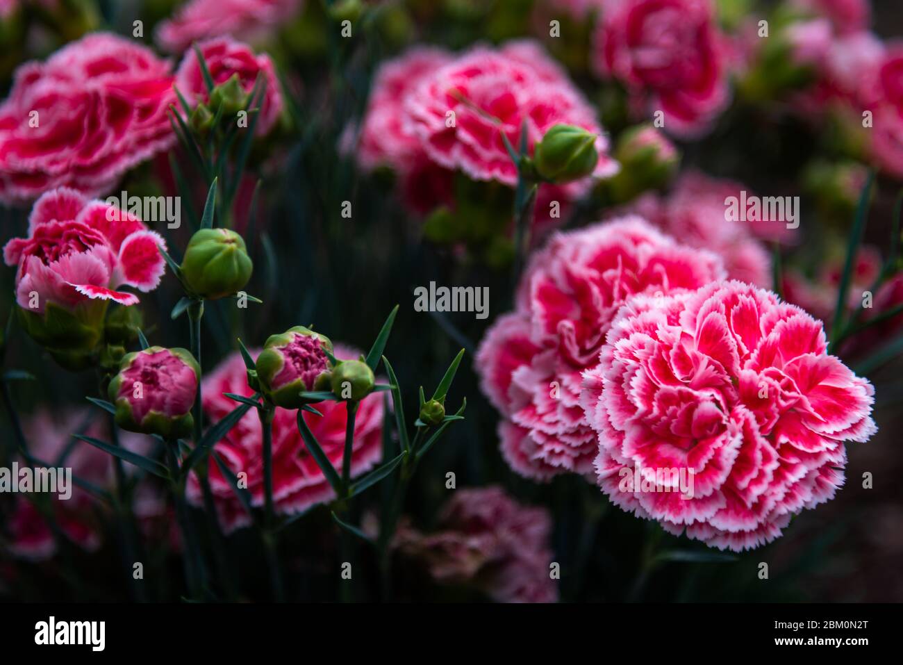 Fleurs roses en jardin Banque D'Images