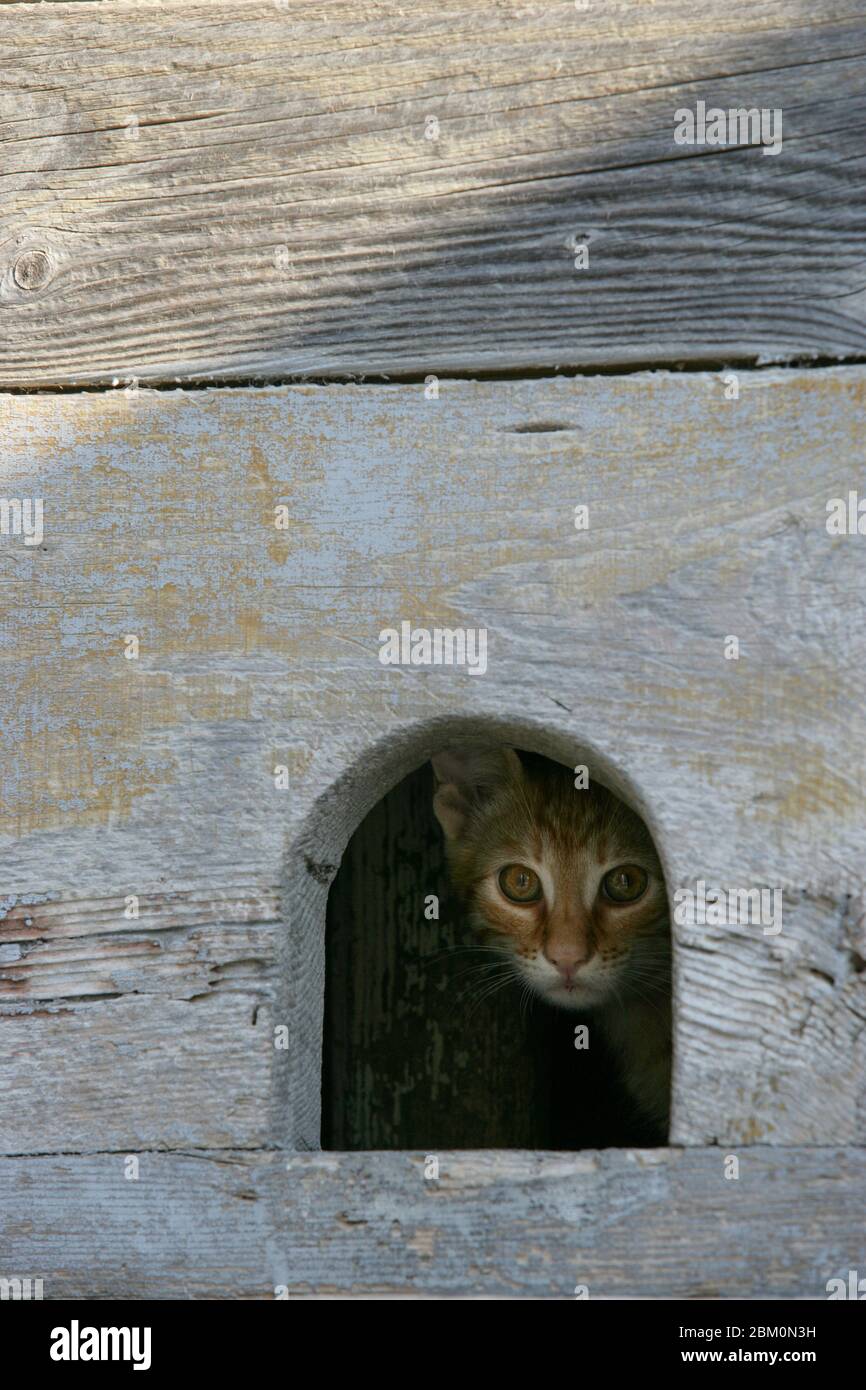Kitten peeking hors d'un trou Banque D'Images