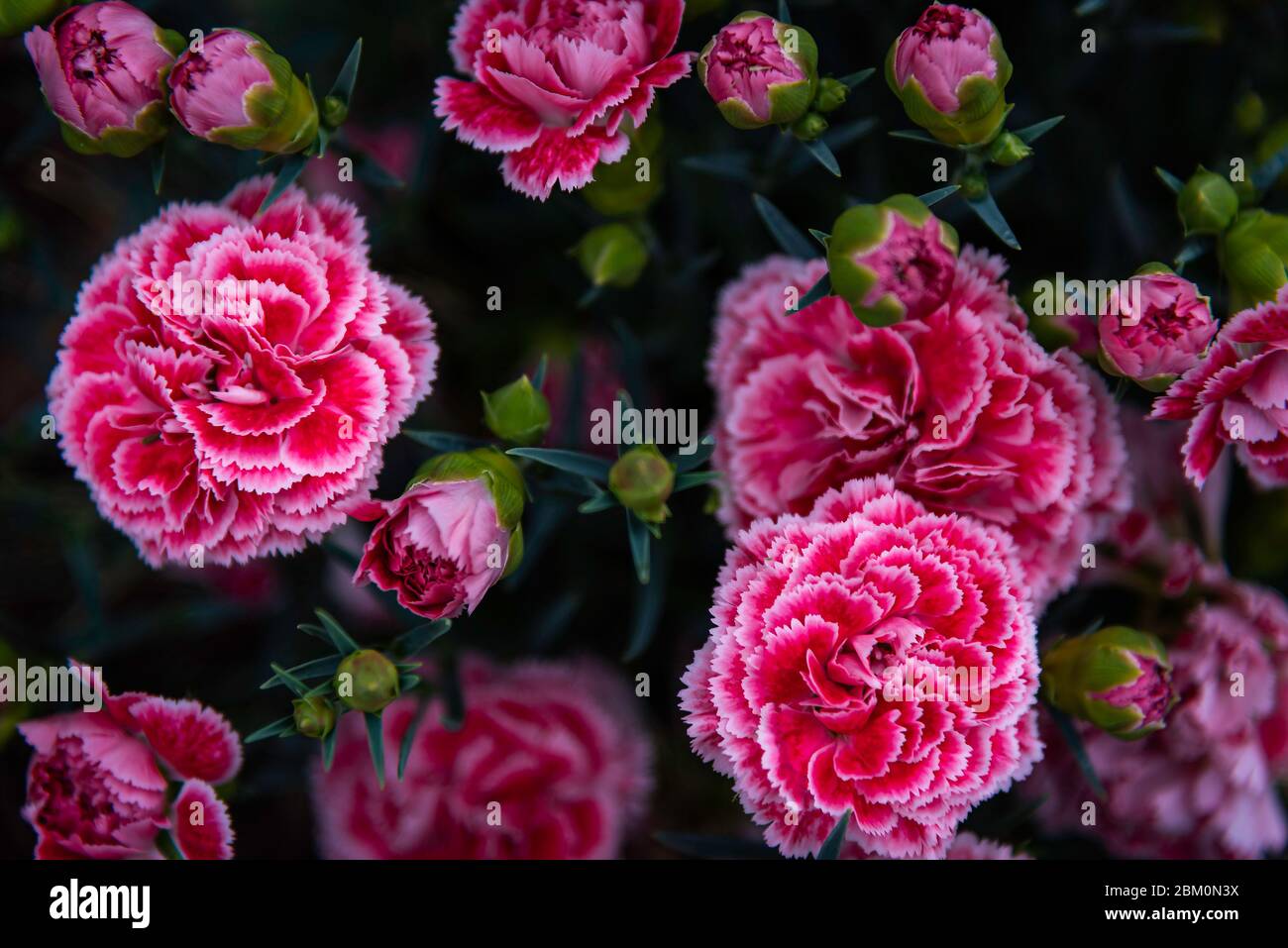 Fleurs roses en jardin Banque D'Images