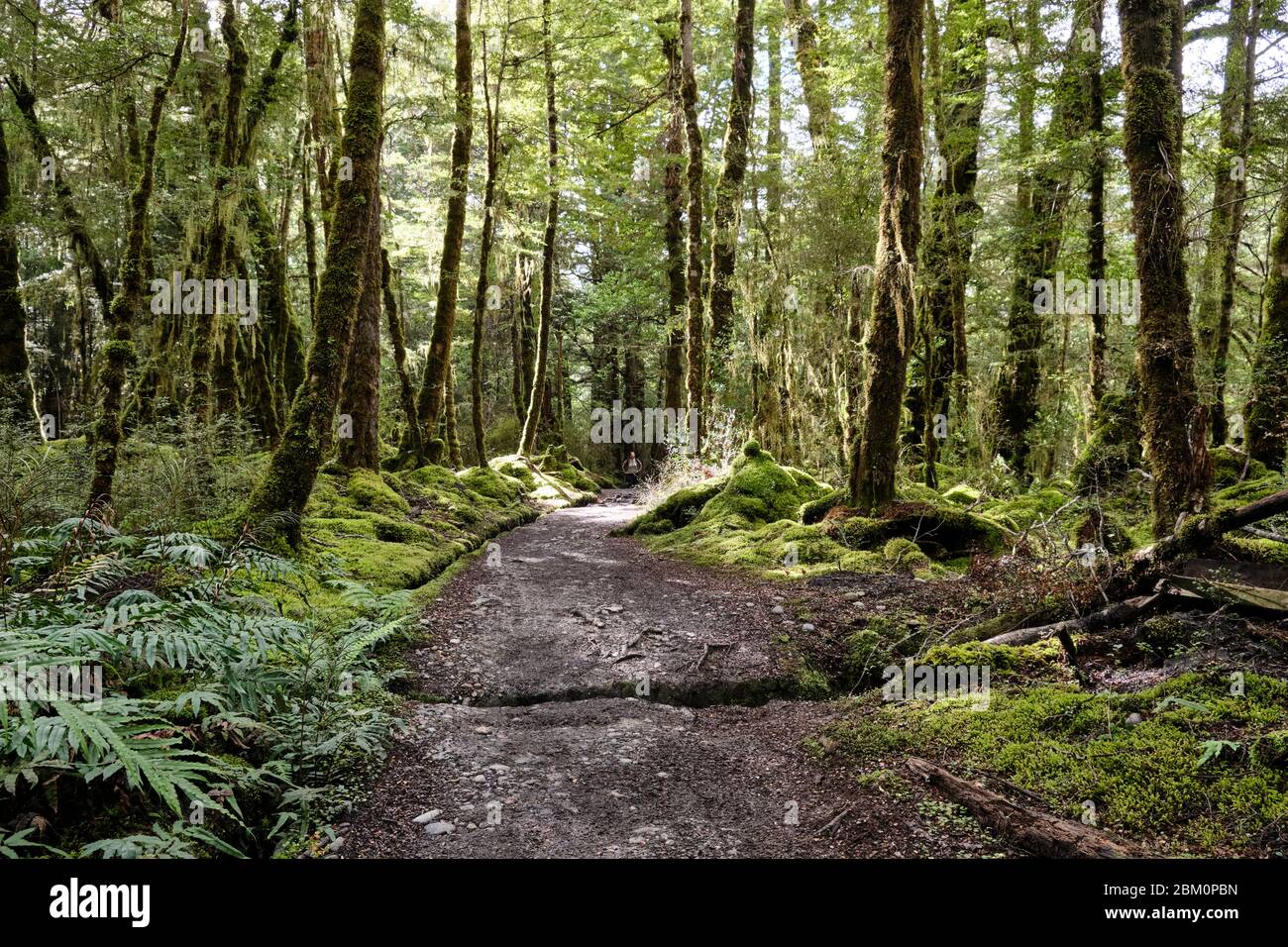 Kepler Track (une grande promenade) menant à Moturau Hut à travers la forêt de hêtres. Banque D'Images