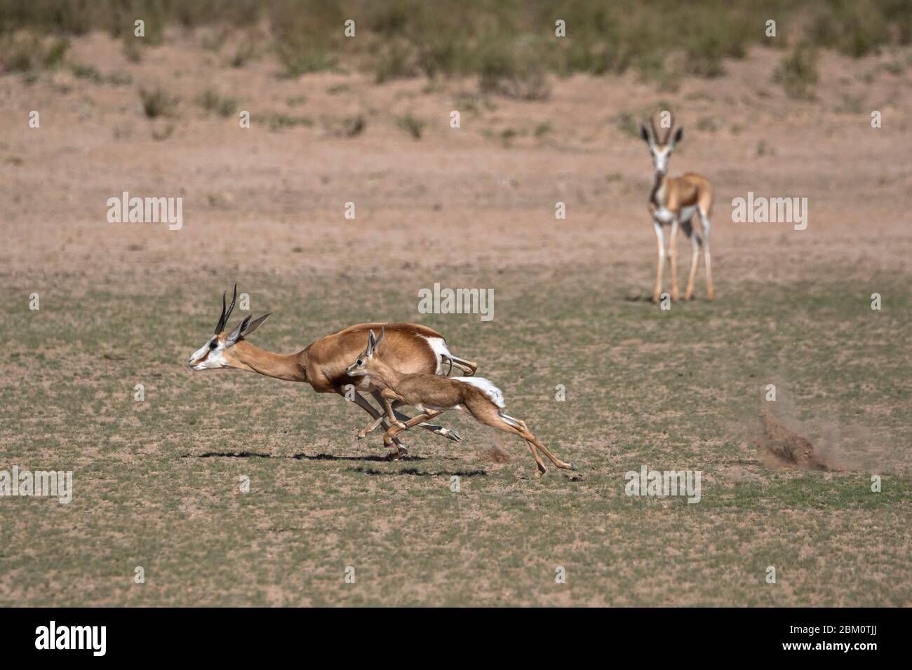 Springbok (Antidorcas marsupialis) et le nouveau-né de la course de veau, parc transfrontalier de Kgalagadi, Afrique du Sud Banque D'Images