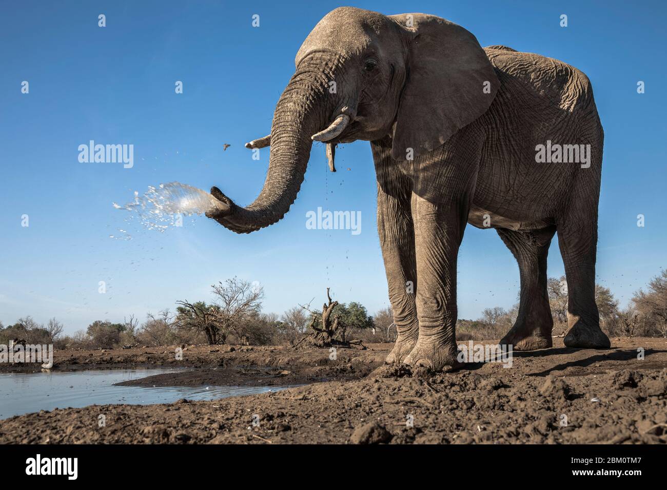 Éléphant (Loxodonta africana) dans l'eau, réserve de gibier de Mechatu, Botswana, Banque D'Images