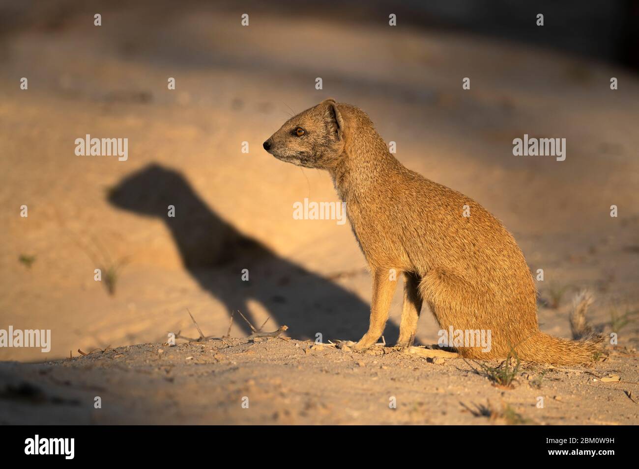La monoie jaune (Cynictis penicillata), parc transfrontier de Kgalagadi, Afrique du Sud Banque D'Images