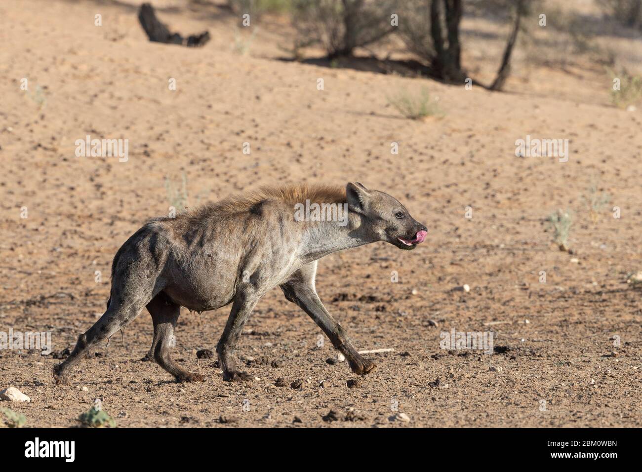 Hyène tachetée (Crocuta crocuta), parc transfrontier de Kgalagadi, Afrique du Sud Banque D'Images