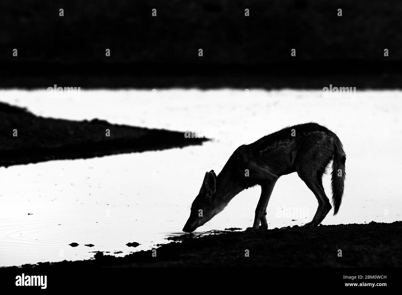 Chacal à dos noir (Canis mesomelas), parc transfrontier de Kgalagadi, Afrique du Sud Banque D'Images