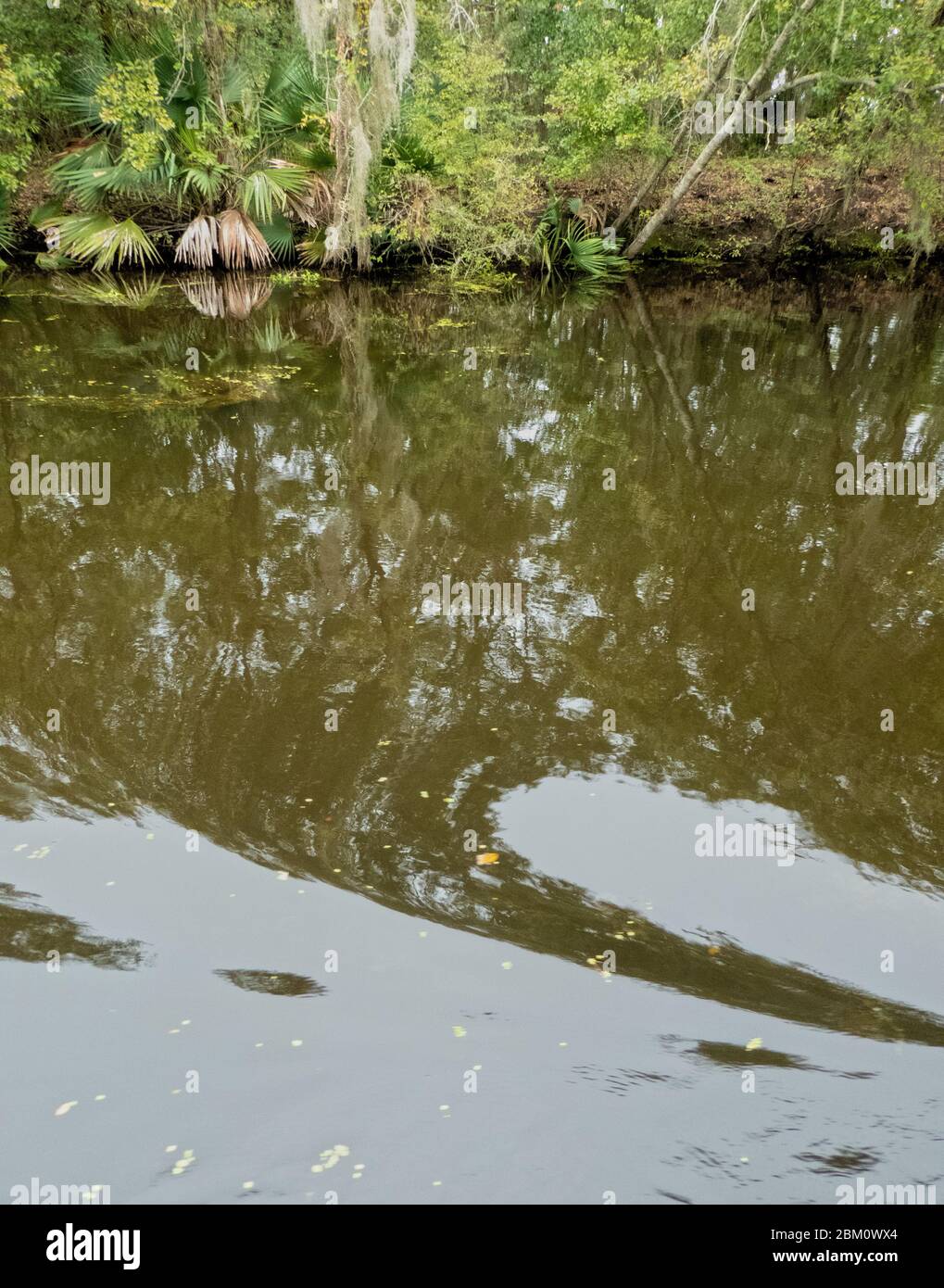 paysage du bayou de louisiane