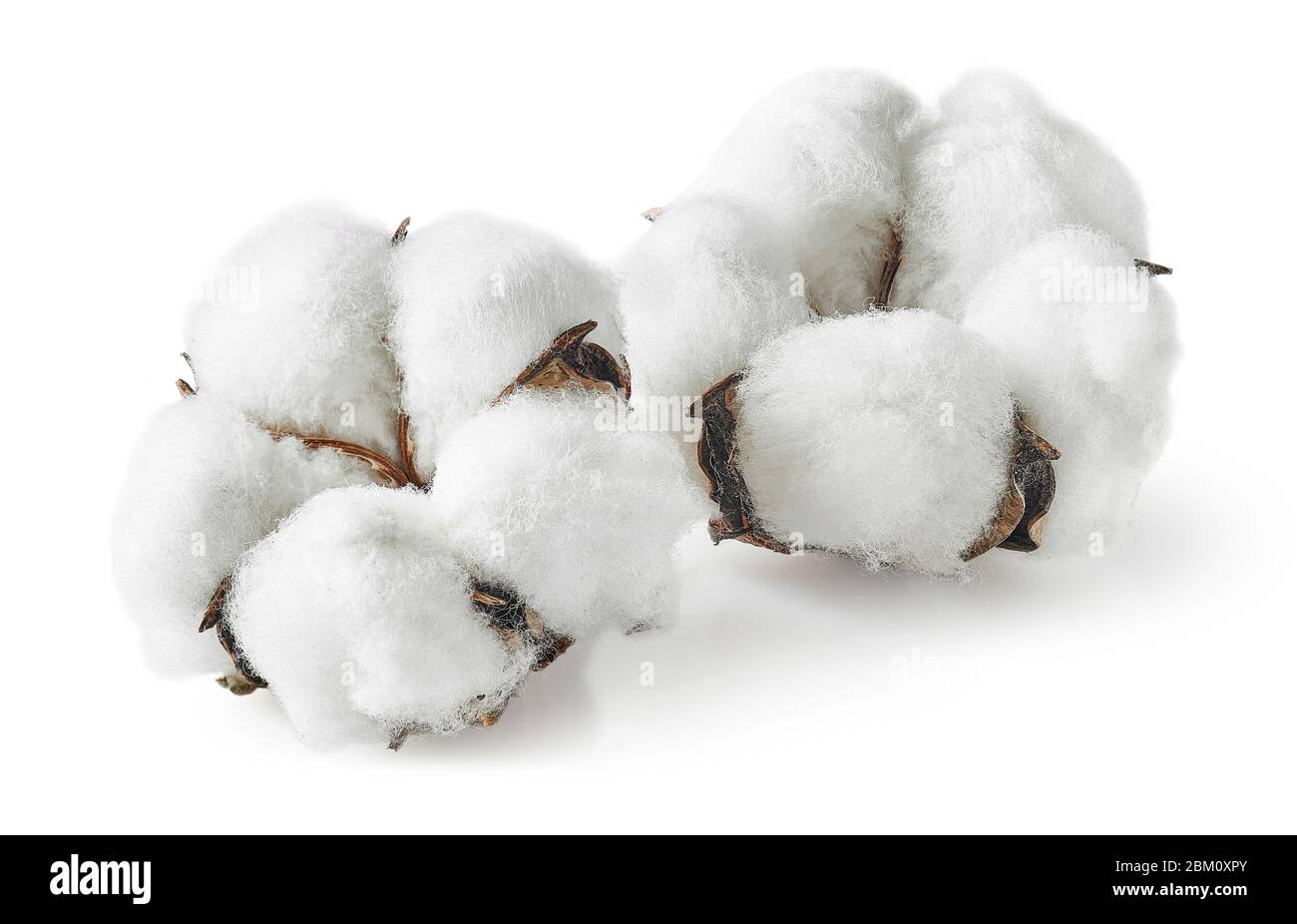 Deux fleurs de coton isolées sur fond blanc Banque D'Images