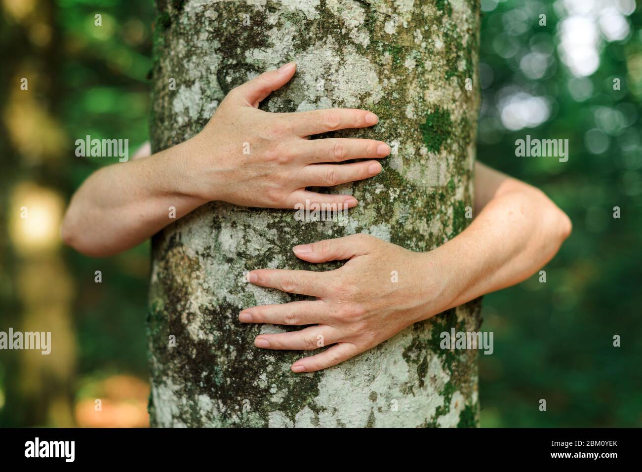 Arbre généalogique écologiste hugger est tronc bois forêt en serrant, femme bras autour de l'arbre, selective focus Banque D'Images