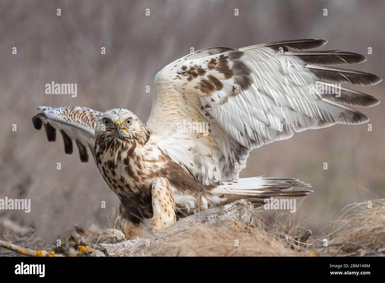 Buzzard à pattes rugueuses, Buteo lagopus, se dresse au sol avec des ailes ouvertes. Banque D'Images