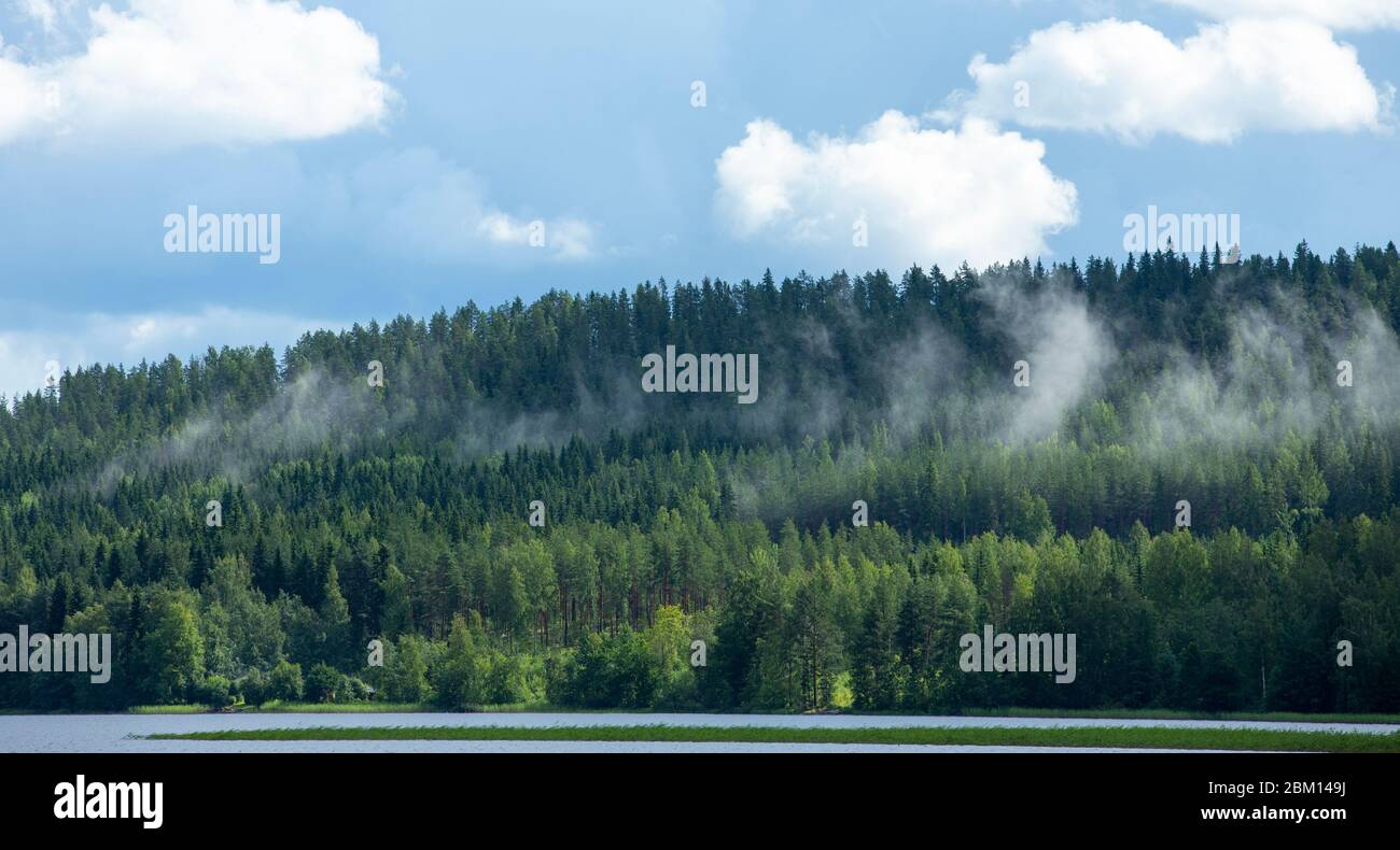 Vapeur d'eau s'élevant de la forêt après de fortes pluies torrentielles , Finlande Banque D'Images