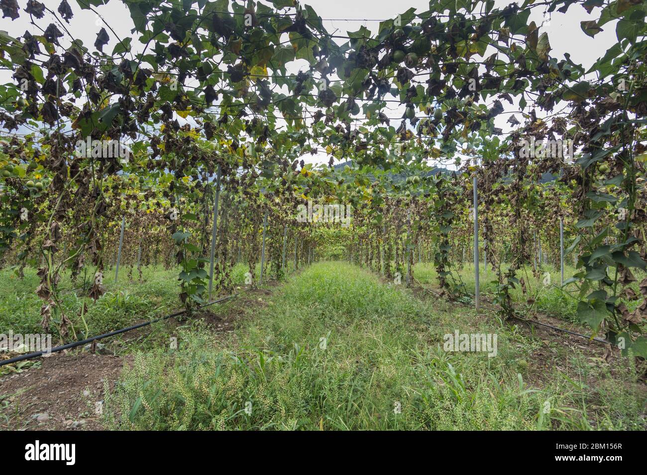 image dramatique d'une ferme fruitière de passion avec des vignes et des fruits mûrs suspendus dans un champ élevé dans les montagnes des caraïbes. Banque D'Images