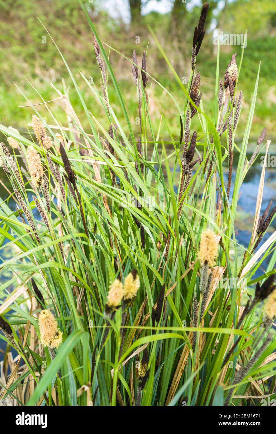 Petite carex (Carex acutiformis) qui pousse le long du canal de Hereford, dans le Herefordshire, au Royaume-Uni. Avril 2020 Banque D'Images