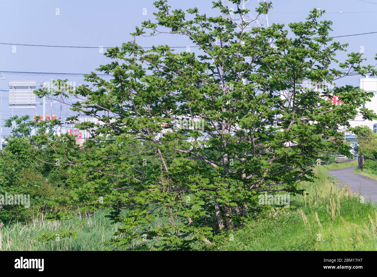 Noyer japonais (Juglans ailantifolia), ville d'Isehara, préfecture de Kanagawa, Japon Banque D'Images