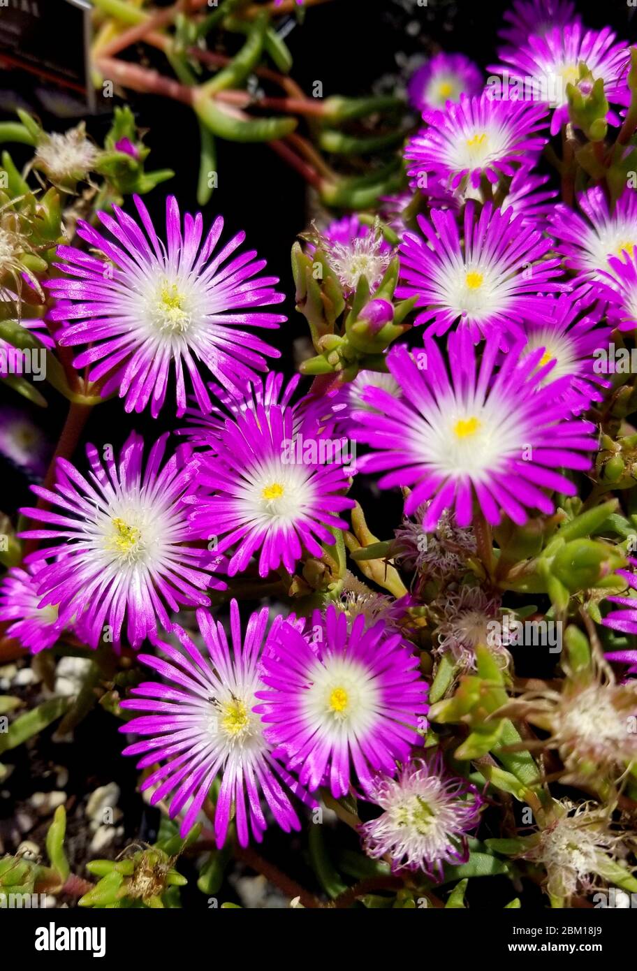 Belle fleur pourpre de glace « roue de la merveille » Banque D'Images
