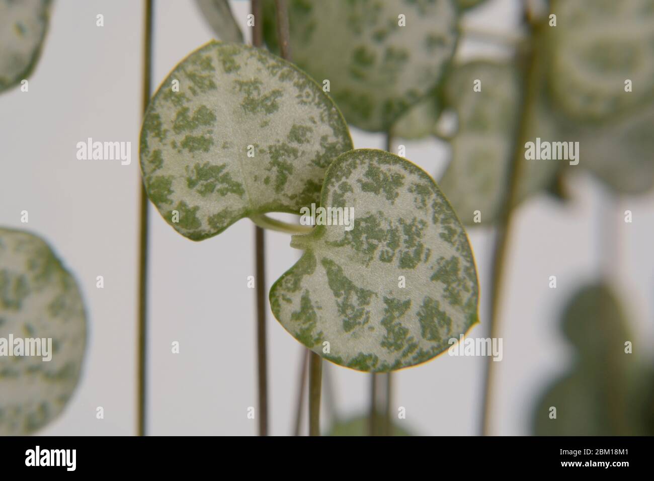 Chaîne de coeurs, vigne rosaire, chaîne de coeurs, coeurs sur une corde, vigne en chérie (Ceropegia woodii, Ceropegia linearis ssp. Woodii), plante domestique Banque D'Images