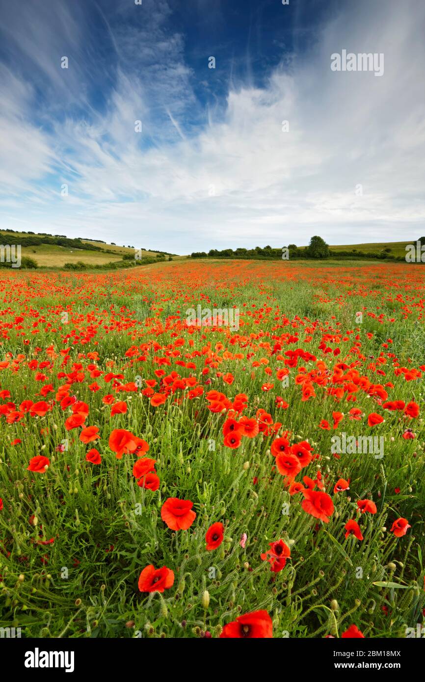 Un champ de coquelicots rouges croissant parmi les cultures du parc national de South Downs Banque D'Images