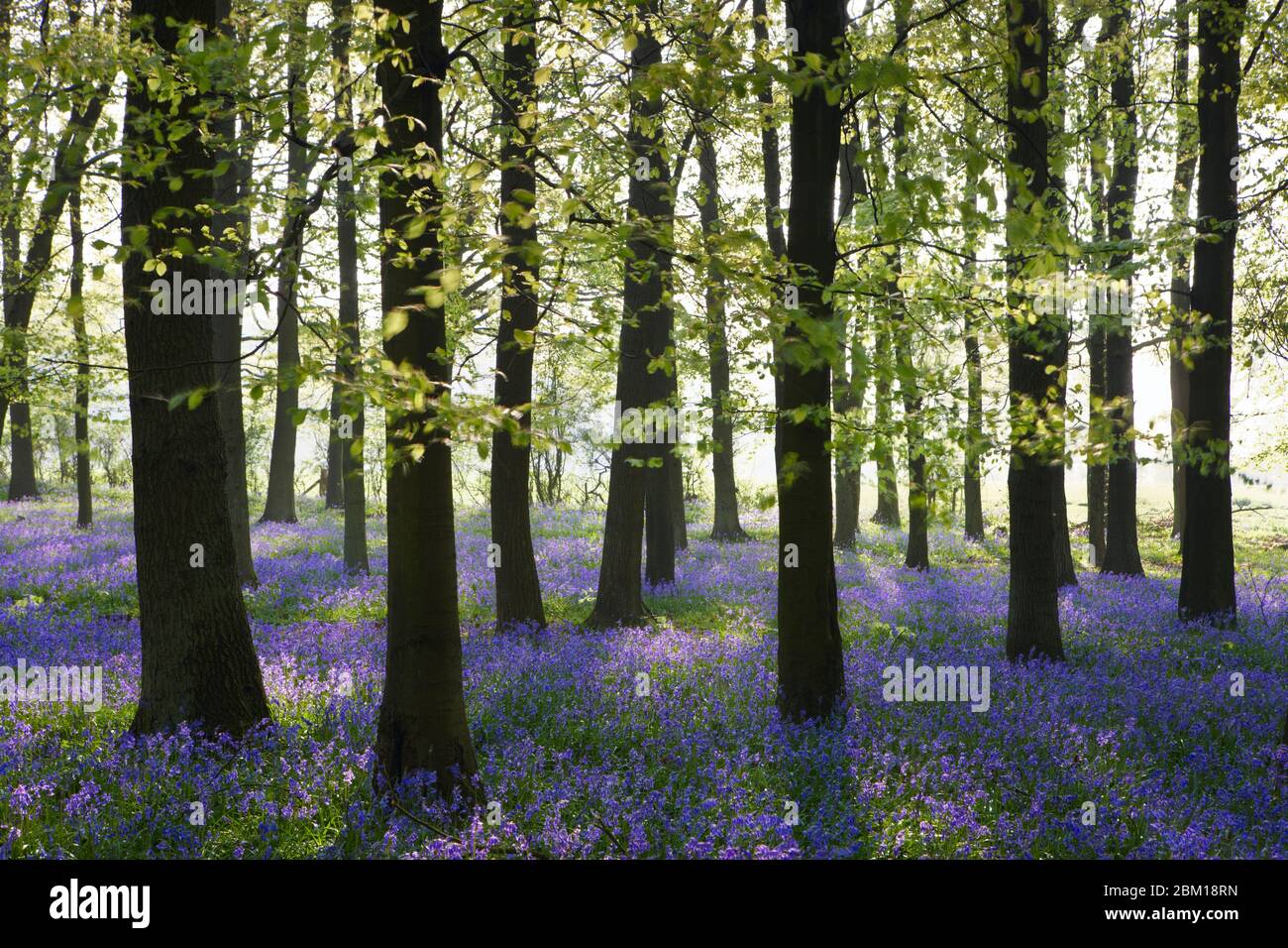 Les cloches en bois de Dockey couvrent le sol boisé avec un tapis bleu au printemps Banque D'Images