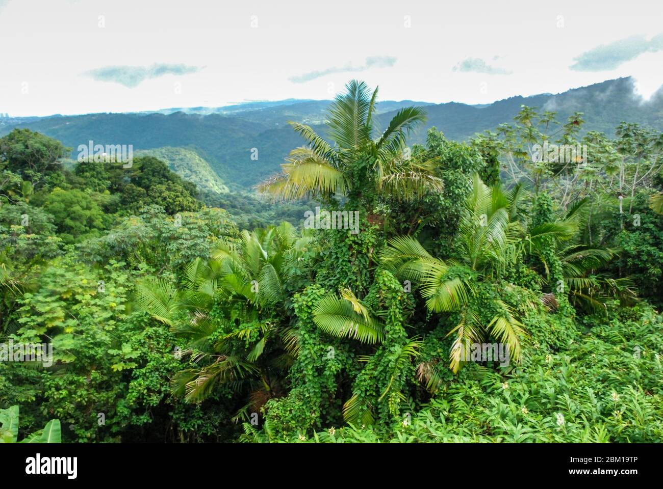 Forêt nationale d'El Yunque sur l'île des Caraïbes de Porto Rico, vue sur les arbres de la forêt tropicale depuis la Tour d'observation de Yokahu Banque D'Images