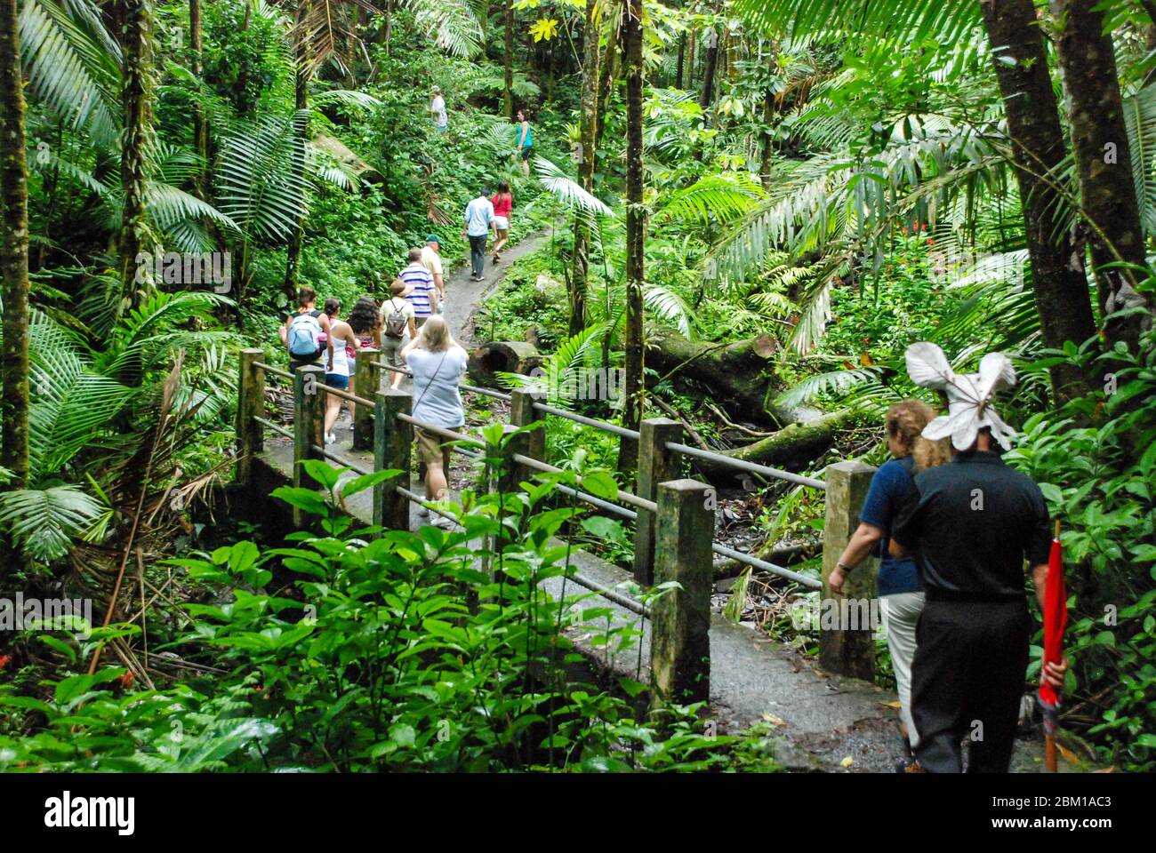 Groupe de randonnée pédestre dans la forêt tropicale de la forêt nationale d'El Yunque sur l'île des Caraïbes de Porto Rico Banque D'Images