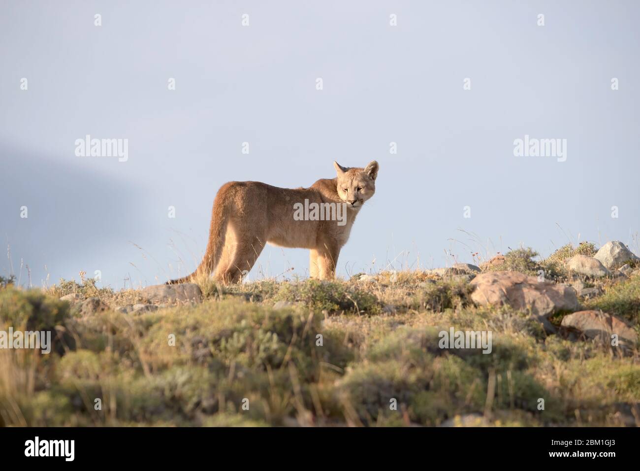 Le Puma unique se trouve sur une colline, taillés contre le ciel bleu. Également connu sous le nom de Cougar ou Mountain Lion Banque D'Images