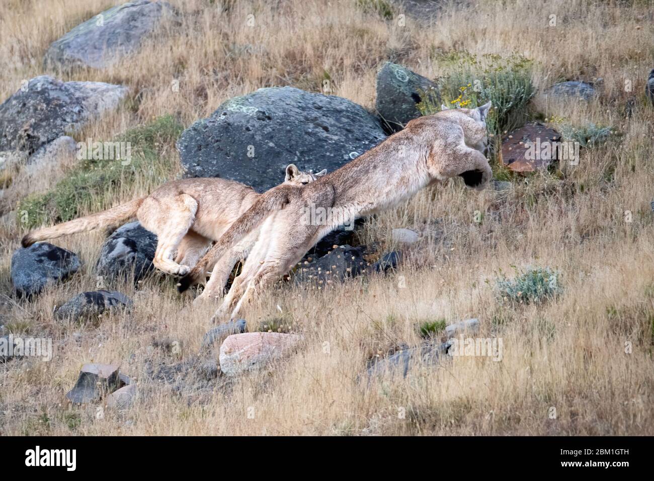 Paire de jeunes Puma en train de courir sur le flanc d'une colline. Également connu sous le nom de Cougar ou Mountain Lion Banque D'Images