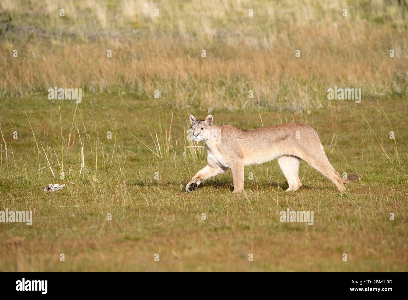 Une femme adulte seule puma dans la lumière du soleil marchant dans l'herbe. Également connu sous le nom de couguar ou lion de montagne. Banque D'Images