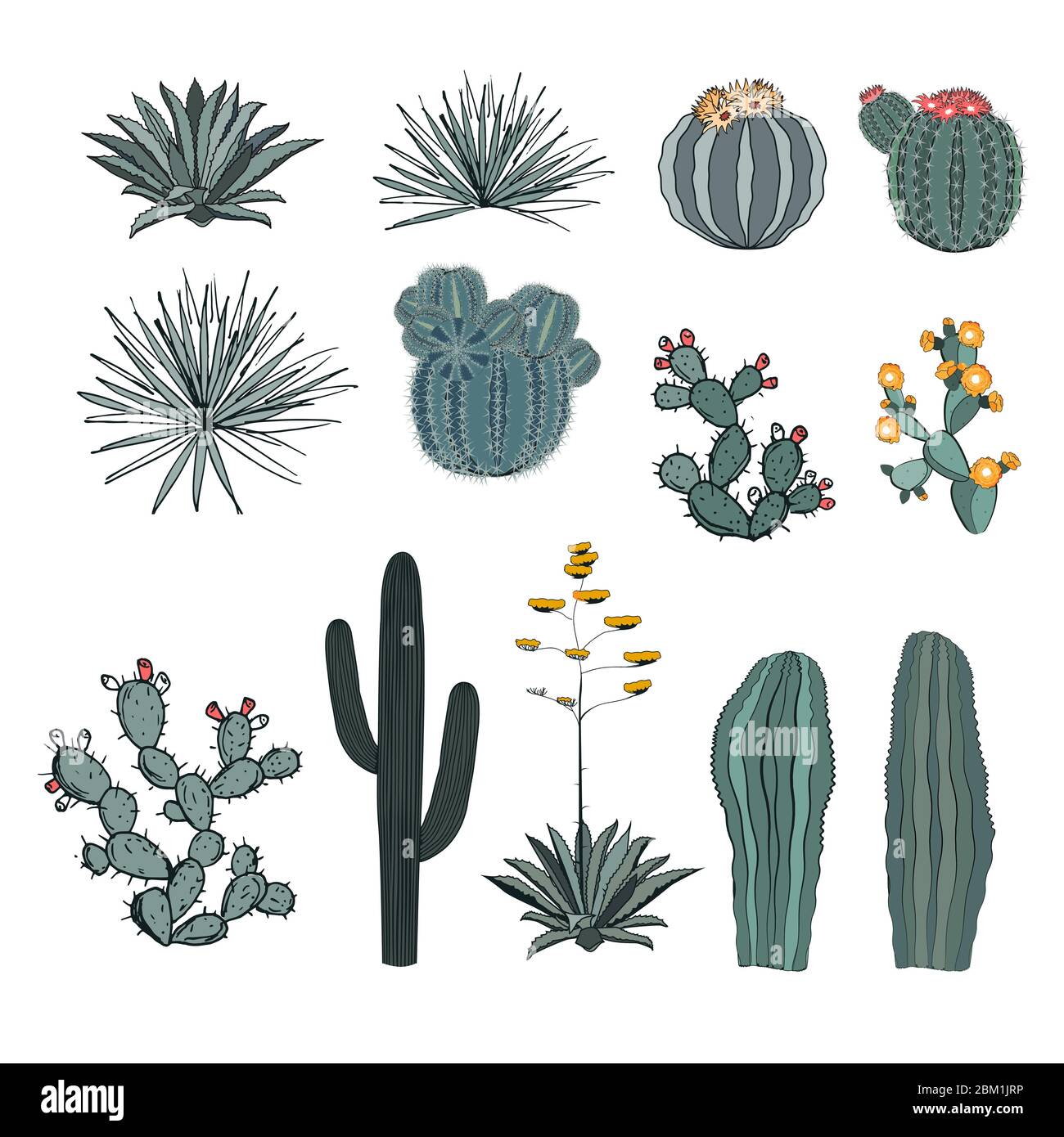 Set saguaro cactus, cactus fleuris, poire pirickly, agaves, et yucca. Collection de vecteurs isolée sur fond blanc. Illustration de Vecteur