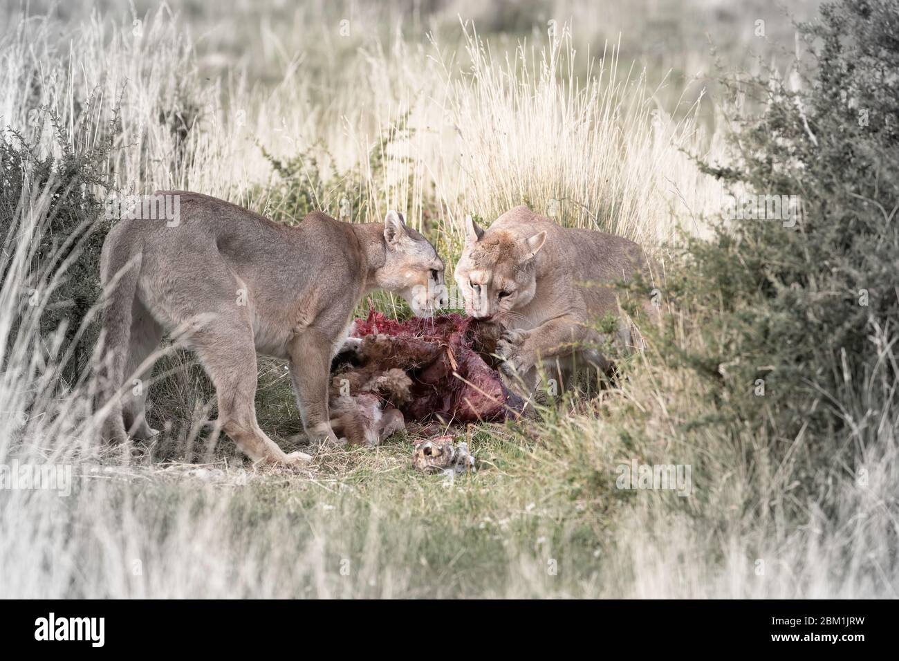 Deux femelles adultes Pumas partagent simultanément le même guanaco. Également connu sous le nom de couguar ou lion de montagne. Banque D'Images