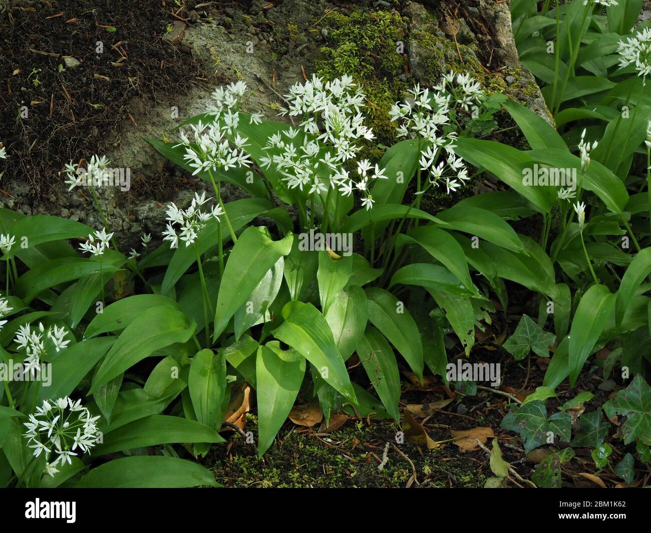 Ail sauvage ou Ramsoms Allium ursinum croissant dans une forêt du Somerset en mai Banque D'Images