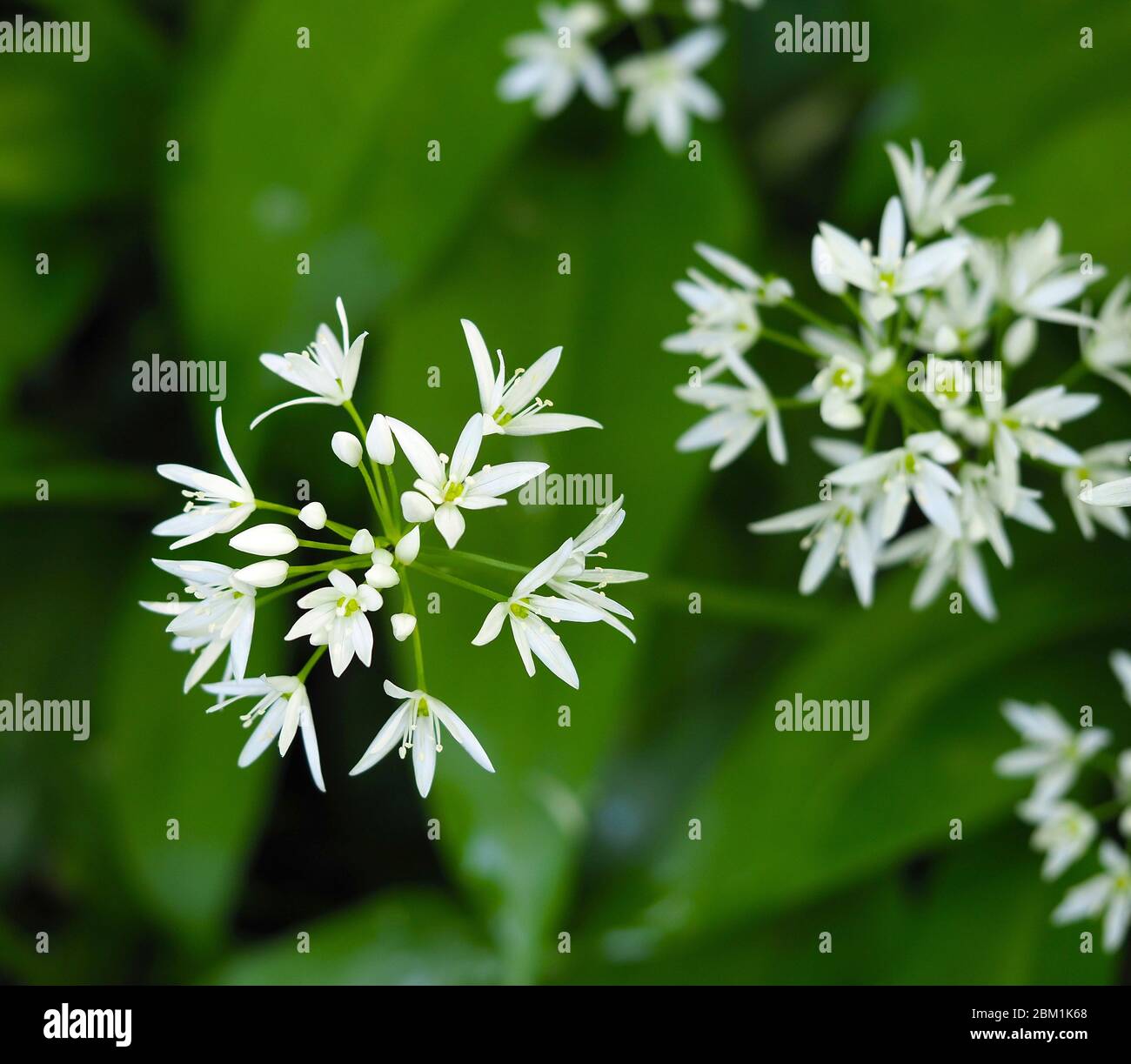 Ail sauvage ou Ramsoms Allium ursinum croissant dans une forêt du Somerset en mai Banque D'Images