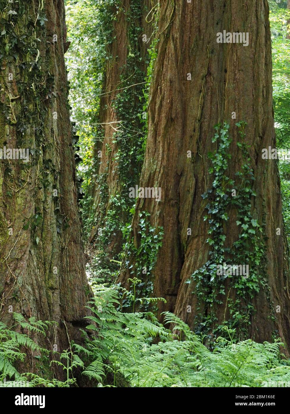 Bosquet de séquoias géants ou arbres Sequoia Sequoiadendron giganteum planté dans les bois anglais à Ashton Plantation dans le Somerset au Royaume-Uni Banque D'Images