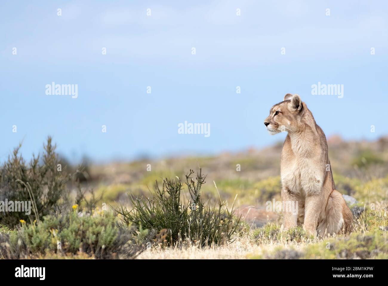 puma, une femme adulte, est assise sur l'herbe en attendant de commencer à chasser. Également connu sous le nom de couguar ou lion de montagne. Banque D'Images