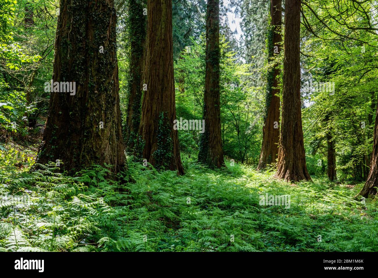 Bosquet de séquoias géants ou arbres Sequoia Sequoiadendron giganteum planté dans les bois anglais à Ashton Plantation dans le Somerset au Royaume-Uni Banque D'Images