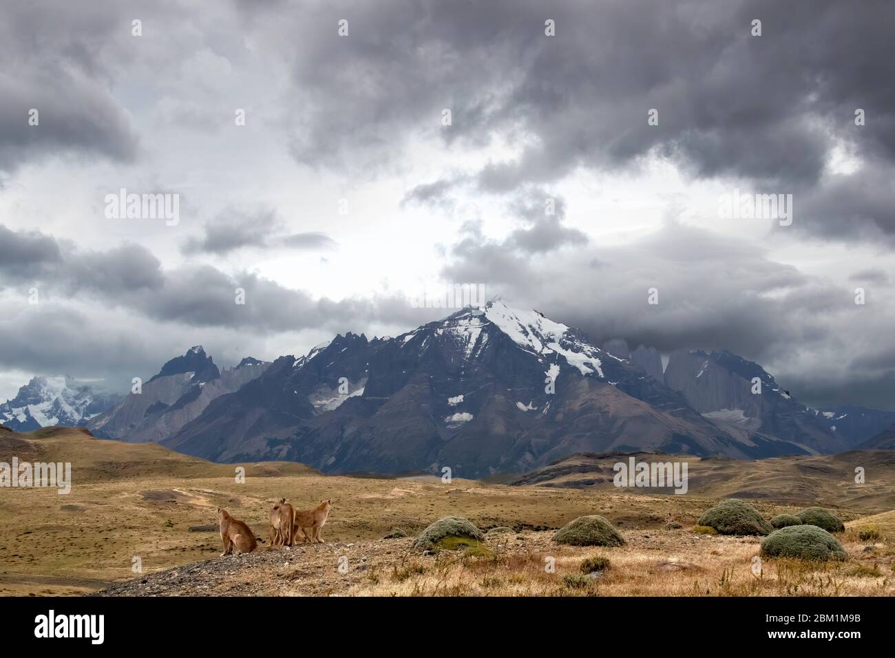 Plusieurs Pumas de la même famille assis sur le flanc de colline en face des trois tours de la chaîne de montagnes Torres del Paine. Banque D'Images