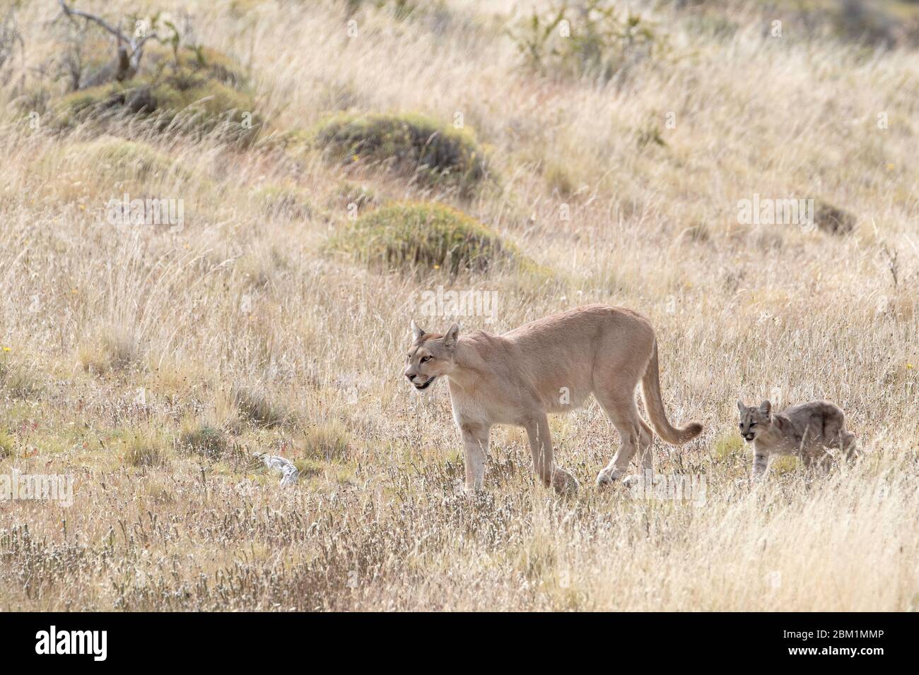 Puma mère et jeunes petits marchant dans de l'herbe courte sur un côté de colline. Également appelé cougar ou lion de montagne. Banque D'Images