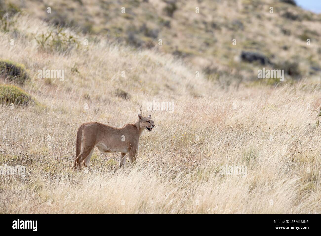Puma mère appelant ses petits dans l'herbe courte sur un côté de colline. Également appelé cougar ou lion de montagne. Banque D'Images