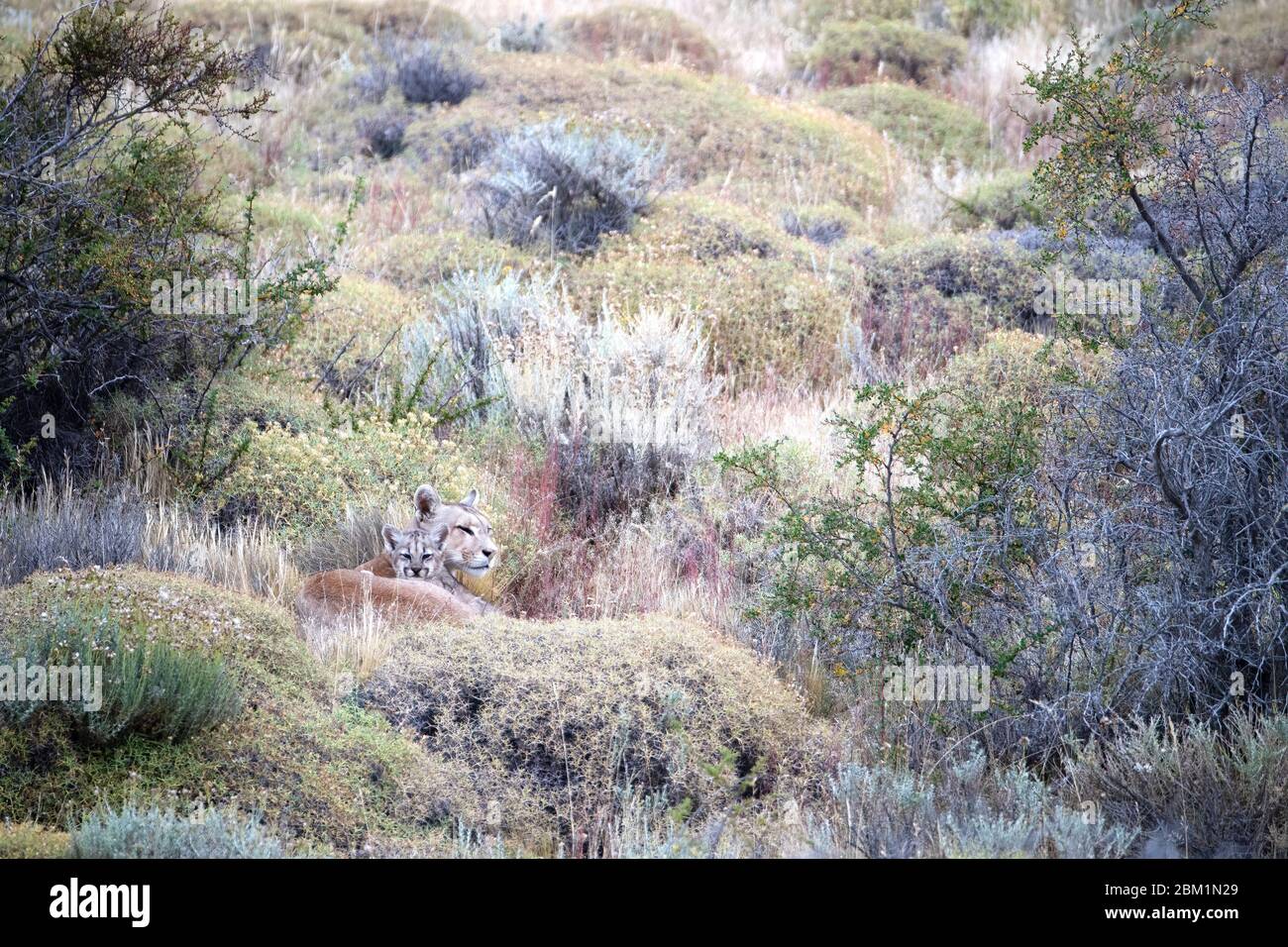 Puma mère et single cub, également connu sous le nom de couguar ou lion de montagne, se reposant et regardant de l'herbe et des buissons sur une colline. Banque D'Images