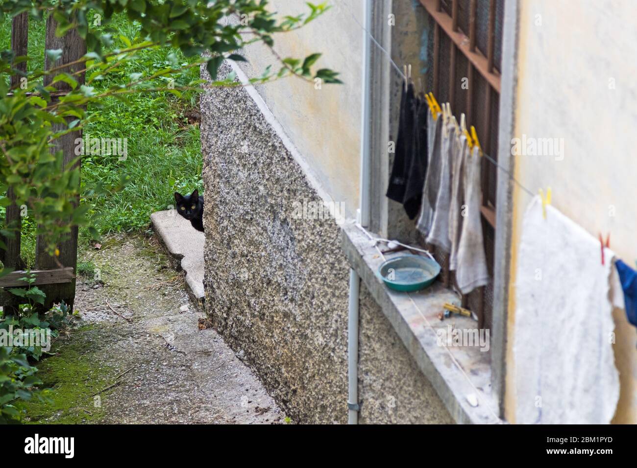 Chat mignon dans une ferme, noir et blanc Banque D'Images