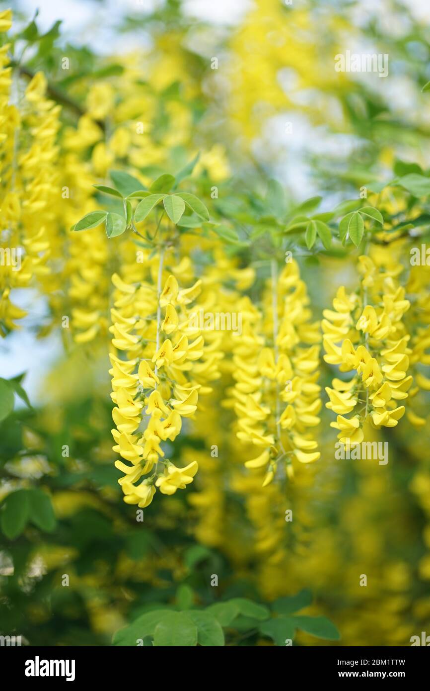 Laburnum, parfois appelé chaîne dorée ou pluie dorée, est un genre de deux espèces de petits arbres de la sous-famille des Fabioideae de la famille des pois Fabacea. Banque D'Images