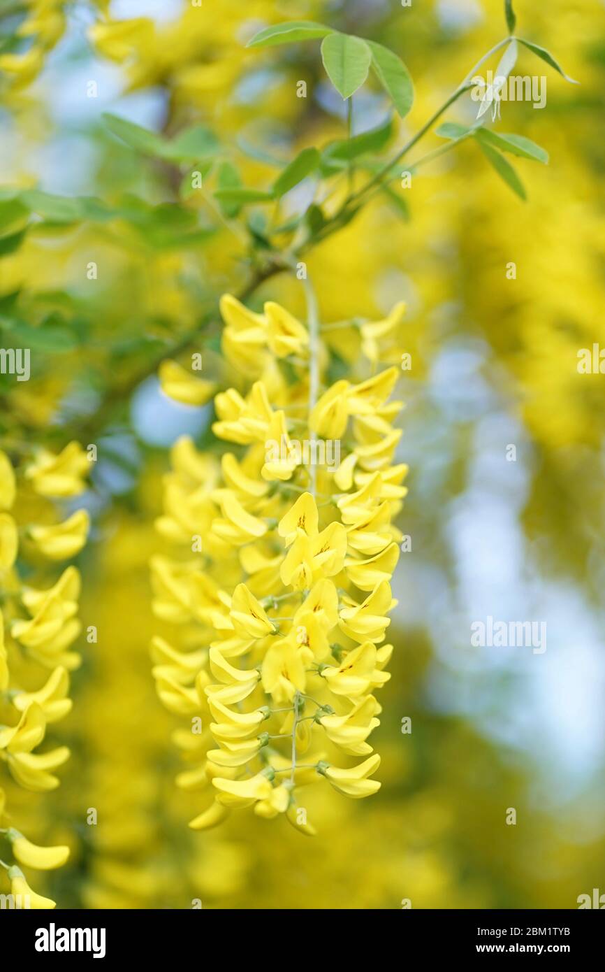 Laburnum, parfois appelé chaîne dorée ou pluie dorée, est un genre de deux espèces de petits arbres de la sous-famille des Fabioideae de la famille des pois Fabacea. Banque D'Images