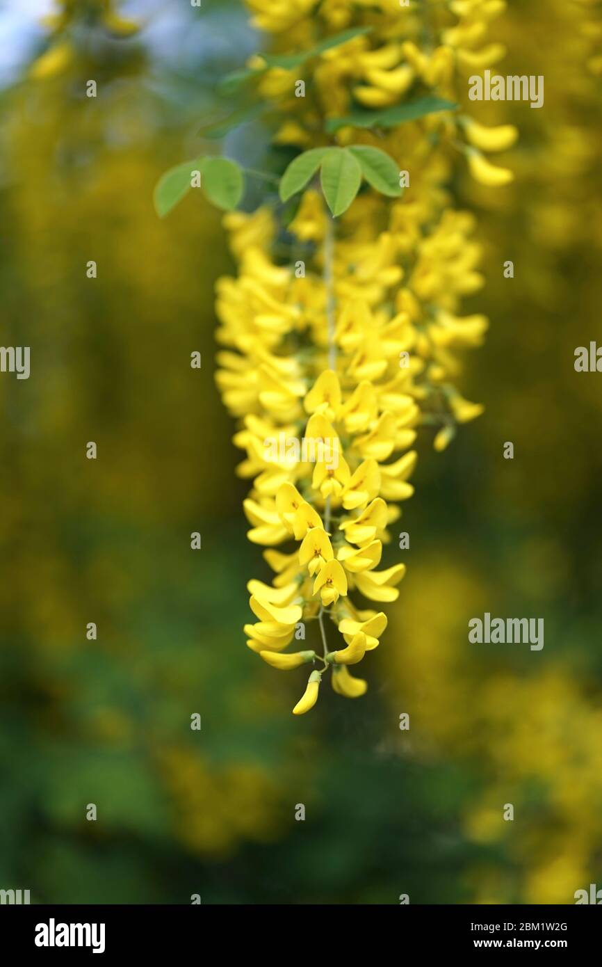 Laburnum, parfois appelé chaîne dorée ou pluie dorée, est un genre de deux espèces de petits arbres de la sous-famille des Fabioideae de la famille des pois Fabacea. Banque D'Images